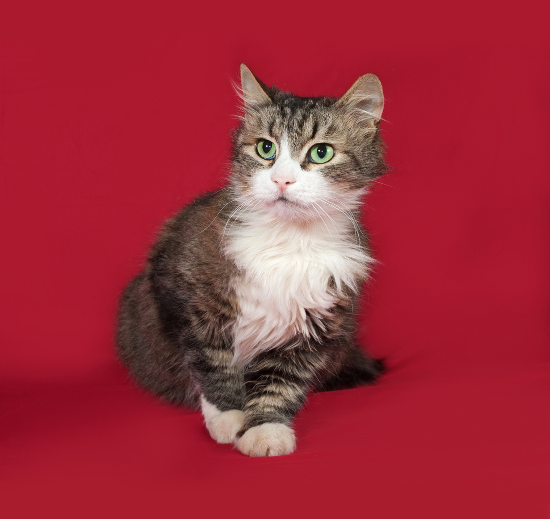 Fluffy tabby and white cat sitting on red