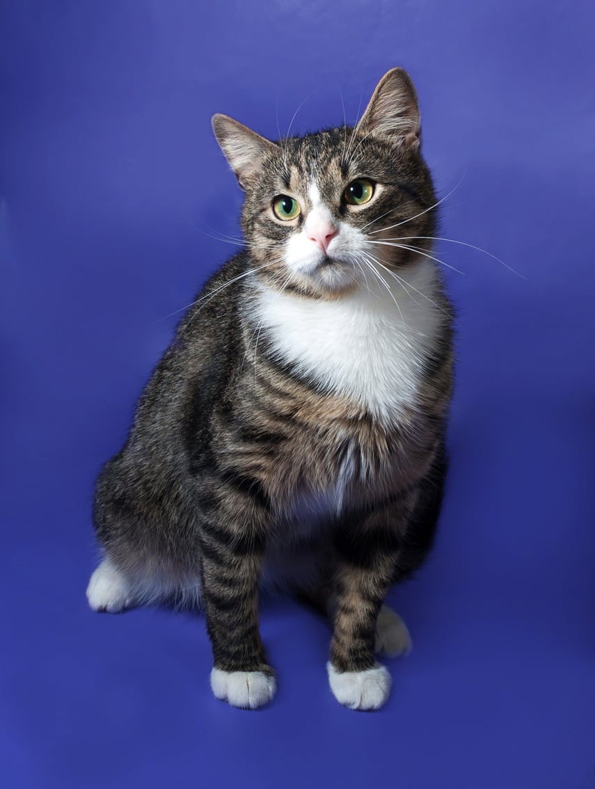 White and striped spotted cat sitting on blue